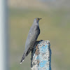 Common cuckoo