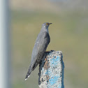 Common cuckoo