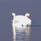 Mute Swan