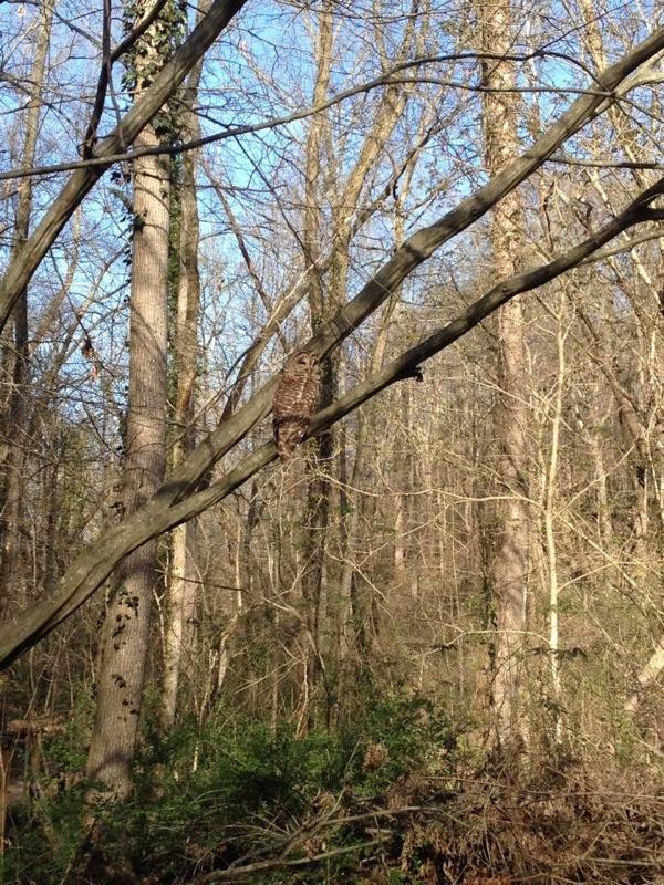 Northern Barred Owl