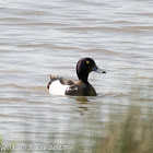 Tufted Duck