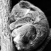 Koala Taking A Nap LWP  Icon