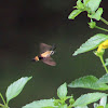 Clearwing moth