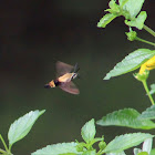 Clearwing moth