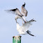 American Herring Gulls