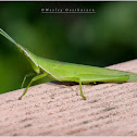 Vegetable Grasshopper