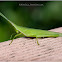 Vegetable Grasshopper