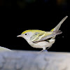 Chestnut-sided Warbler