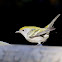 Chestnut-sided Warbler