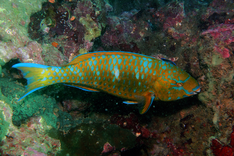 Blue-barred parrotfish