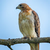 Red-tailed Hawk