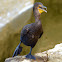 Double-crested cormorant