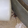 Southern house spider