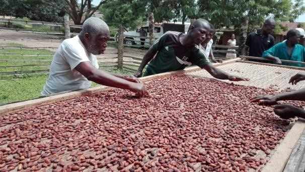 Farmers Drying Cocoa In Togo.