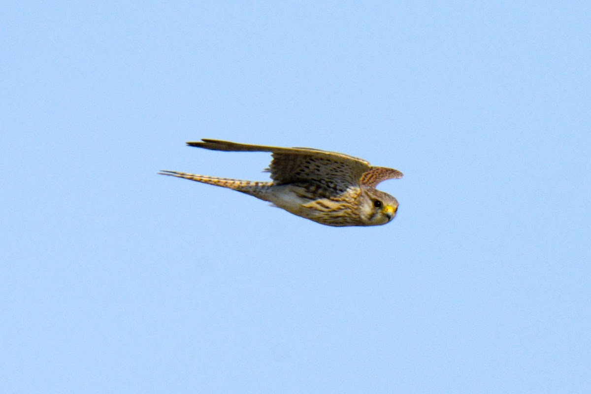 Common kestrel