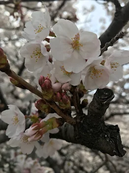 めでたいぞぉ！キャハ(*´꒳`*)