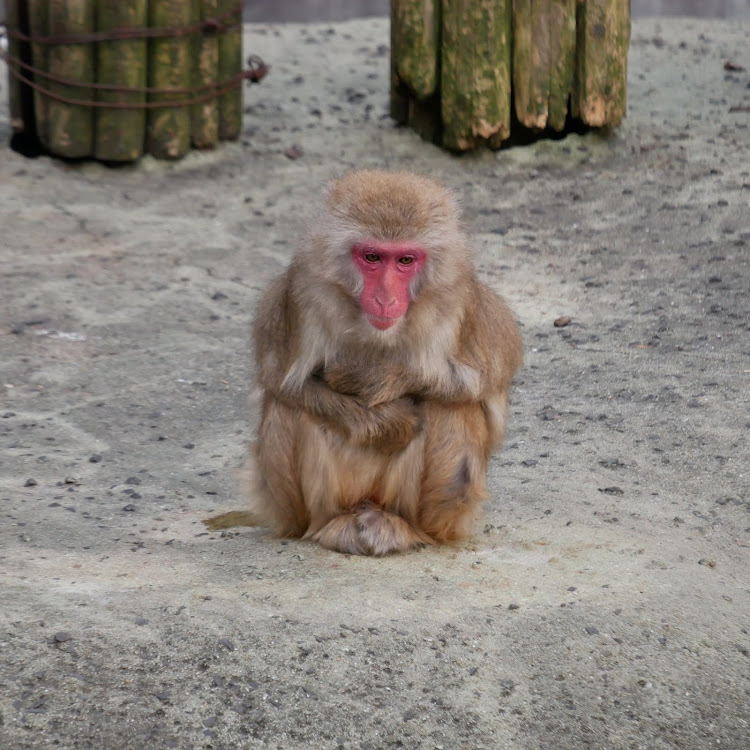 86の愛車撮影・コロナウイルスに負けるな・稲佐山公園・稲佐山に猿がいた・稲佐山に鹿がいたに関するカスタム事例の投稿画像15枚目