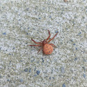 Deadly Ground Crab Spider