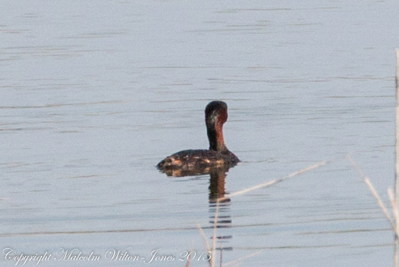 Little Grebe; Zampullin Chico