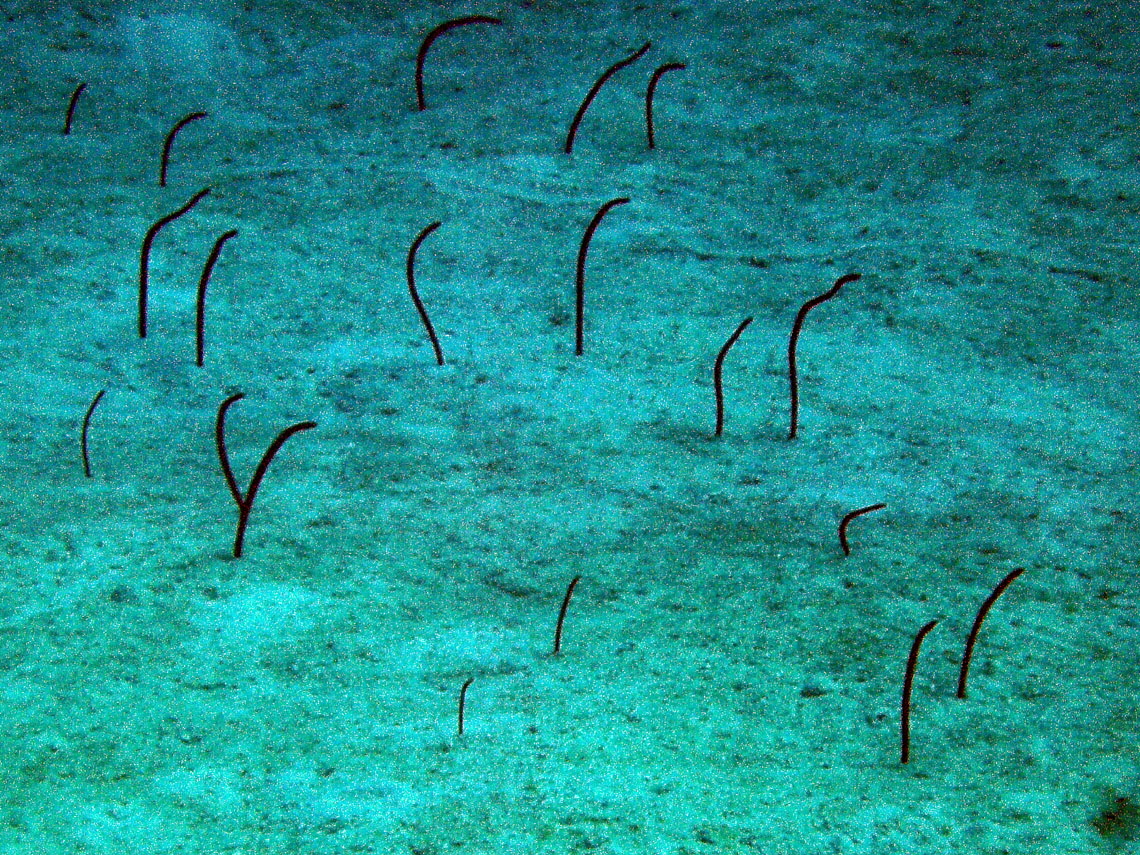 Brown Garden Eels