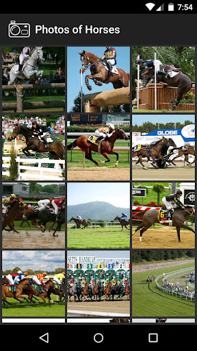 Photos of Horses