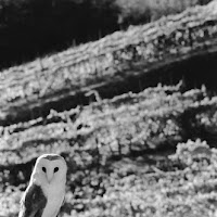 The barn owl di 