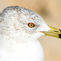 Ring-billed Gull