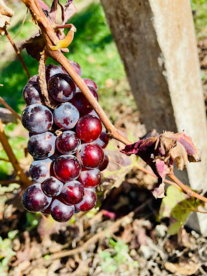 Sfumature di gusto  di Ciba