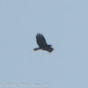 Buzzard