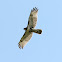 red-tailed hawk