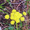 Gray's Desert Parsley