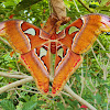 Atlas moth