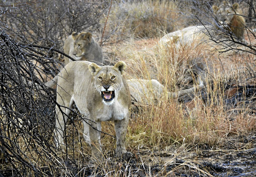 Pilanesberg National Park is home to the big five.