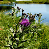 Smooth Ironweed