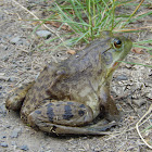 American Bullfrog