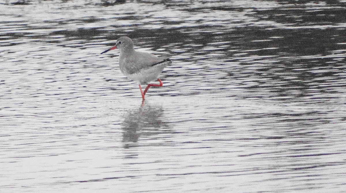 Spotted Redshank