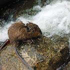 Muskrat