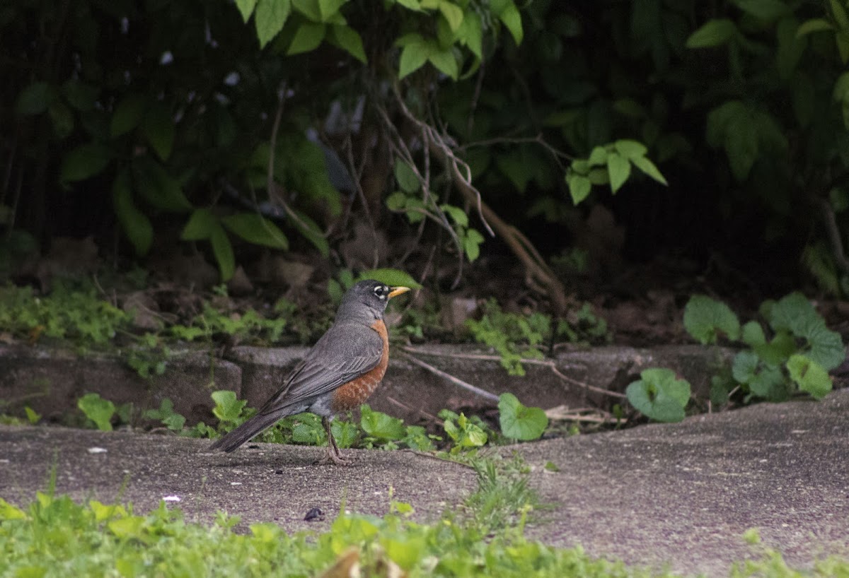 American robin