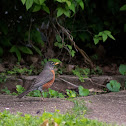 American robin