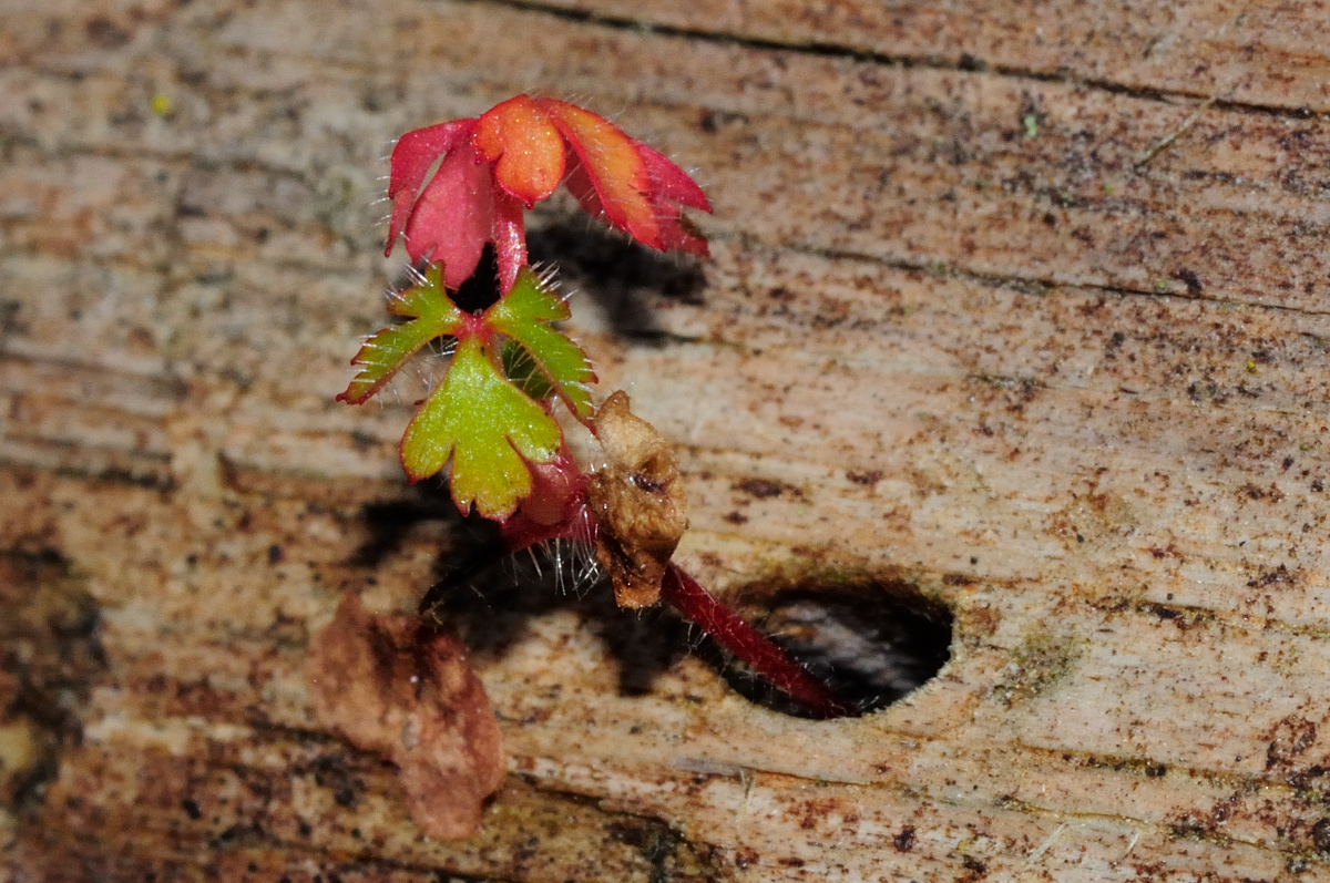 Herb Robert; Geranio de San Roberto