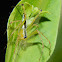 black backed lynx spider