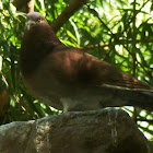 Fancy pigeon