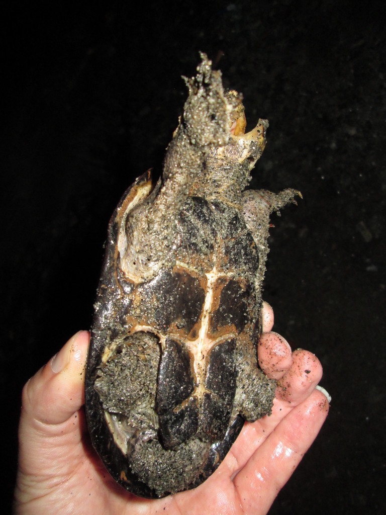 Eastern Musk Turtle