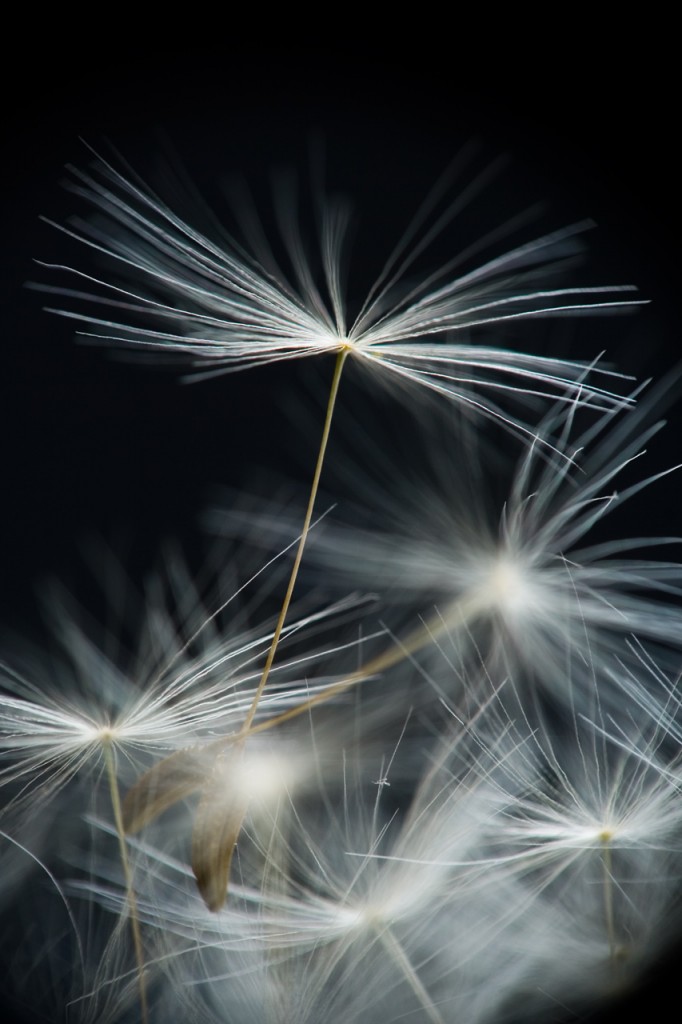 Taraxacum officinale di wam1975