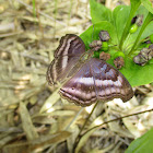 Chocolate Soldier or Chocolate Pansy