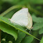 Great Southern White