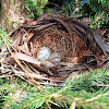 Northern Cardinal Nest and Eggs