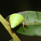 Sri Lanka Green Snail