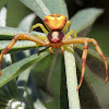 Whitebanded Crab Spider