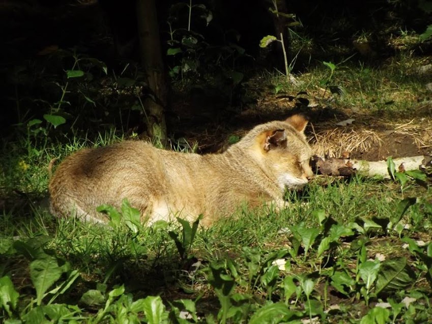 Chat des marais, Parc des Félins - Tous droits réservés